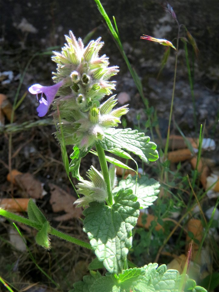 Trauben- oder Blaue Katzenminze (Nepeta racemosa) ausgewildert am Bahnhof Bruchmühlbach-Miesau