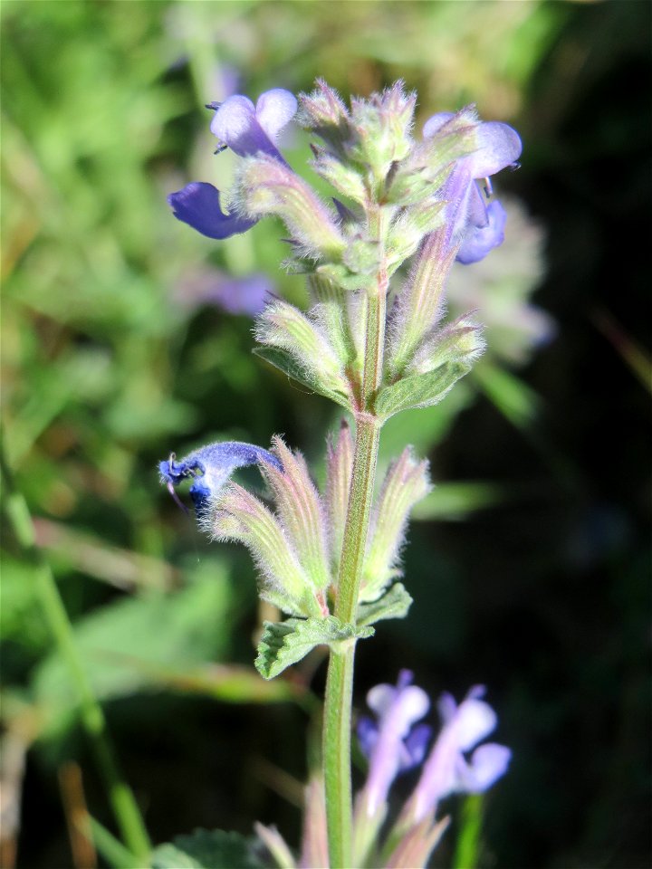 Trauben- oder Blaue Katzenminze (Nepeta racemosa) ausgewildert am Bahnhof Bruchmühlbach-Miesau