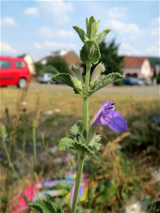 Trauben- oder Blaue Katzenminze (Nepeta racemosa) ausgewildert am Bahnhof Bruchmühlbach-Miesau photo