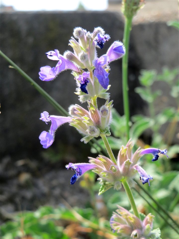 Trauben- oder Blaue Katzenminze (Nepeta racemosa) ausgewildert am Bahnhof Bruchmühlbach-Miesau