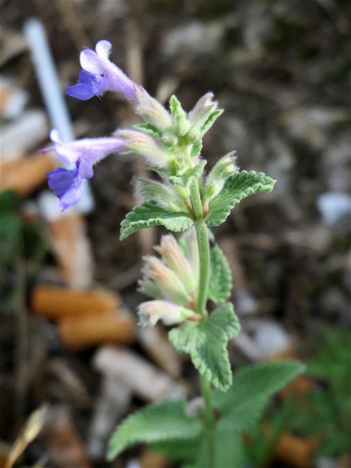 Trauben- oder Blaue Katzenminze (Nepeta racemosa) ausgewildert am Bahnhof Bruchmühlbach-Miesau
