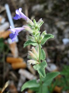 Trauben- oder Blaue Katzenminze (Nepeta racemosa) ausgewildert am Bahnhof Bruchmühlbach-Miesau