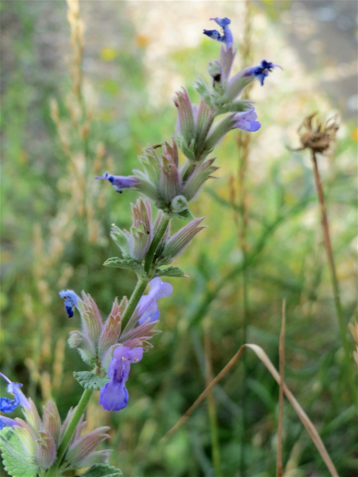 Trauben- oder Blaue Katzenminze (Nepeta racemosa) ausgewildert am Bahnhof Bruchmühlbach-Miesau