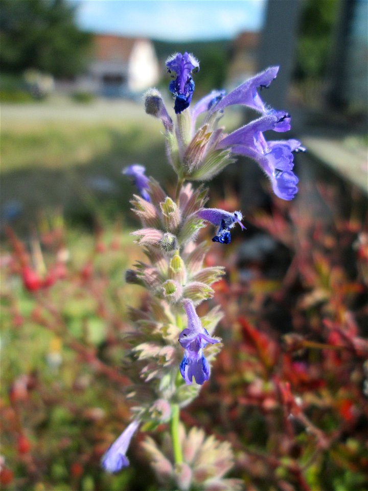 Trauben- oder Blaue Katzenminze (Nepeta racemosa) ausgewildert am Bahnhof Bruchmühlbach-Miesau
