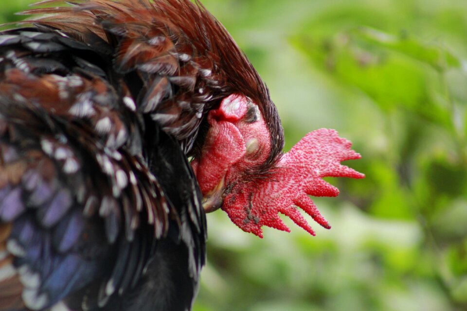 Red chicken animal photo