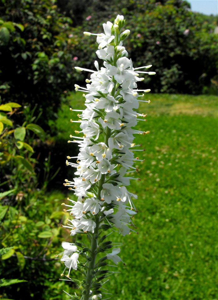 Veronica spicata 'Icicle'.
At Descanso Gardens in La Cañada Flintridge, Southern California.
Identified by sign.