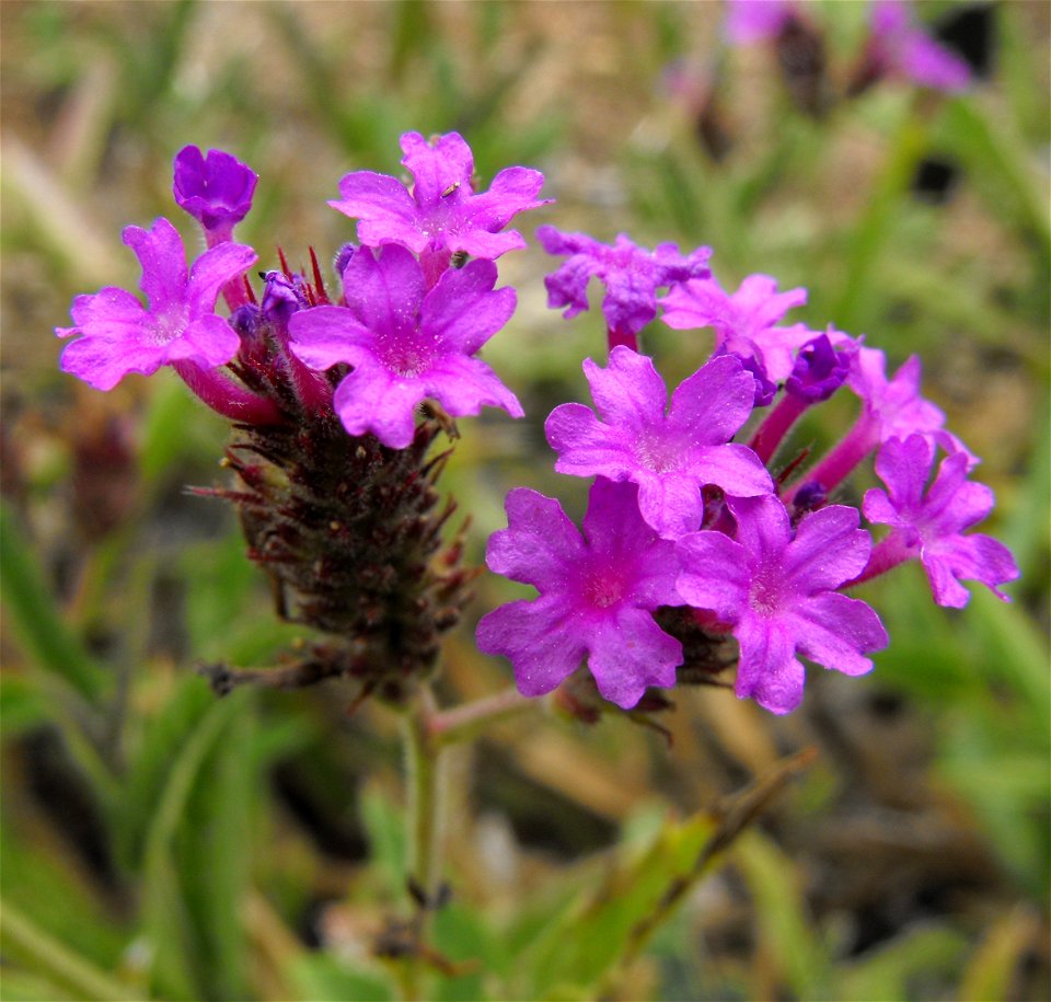 Verbena rigida in the Water Conservation Garden at Cuyamaca College in El Cajon, California, USA. Identified by sign. photo