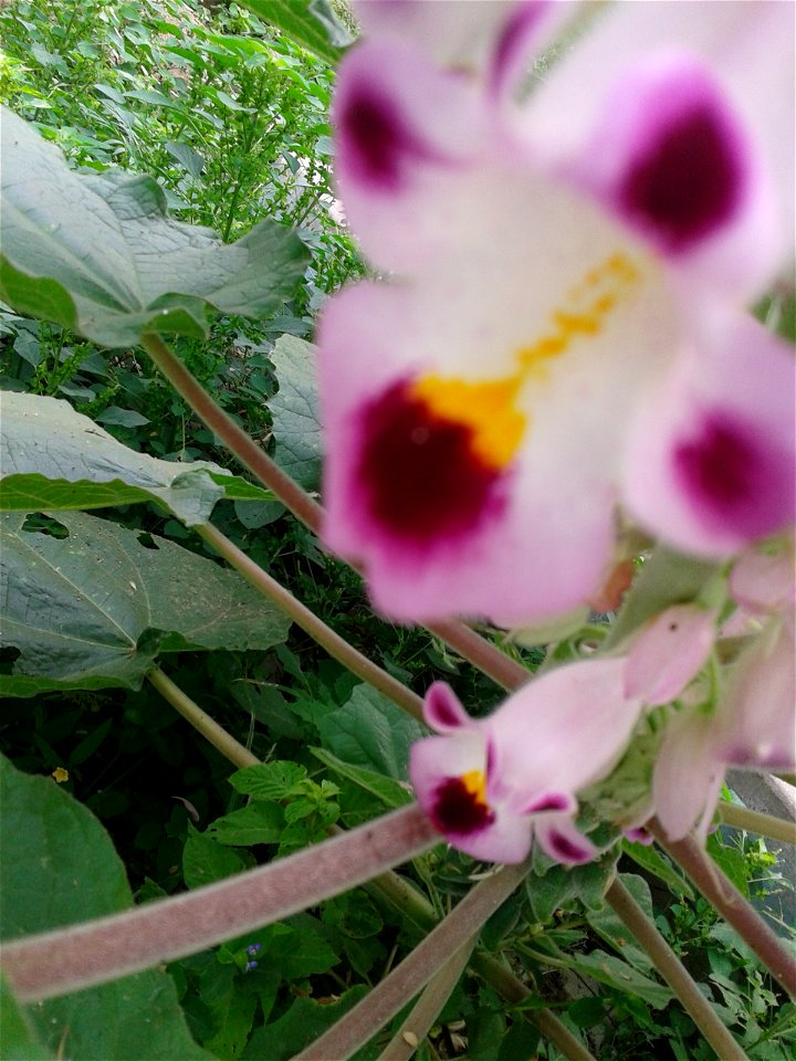 புலி நகம் 
Botanical name: Martynia annua    
Common name: Tiger's Claw 
Used  in the treatment of epilepsy and  burns ; Also used to treat  tuberculosis.
S.Soundarapandian (talk) 05:05, 20 Novem