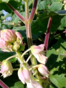 Botanical name: Martynia annua. Common name: Tiger's Claw. Used in the treatment of epilepsy and burns; Also used to treat tuberculosis.
S.Soundarapandian (talk) 05:16, 20 November 2016 (UTC)