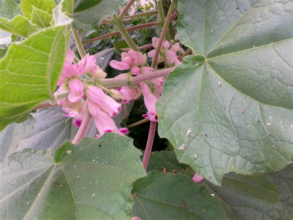 புலி நகம் 
Botanical name: Martynia annua    
Common name: Tiger's Claw 
Used  in the treatment of epilepsy and  burns ; Also used to treat  tuberculosis.
S.Soundarapandian (talk) 05:22, 20 Novem