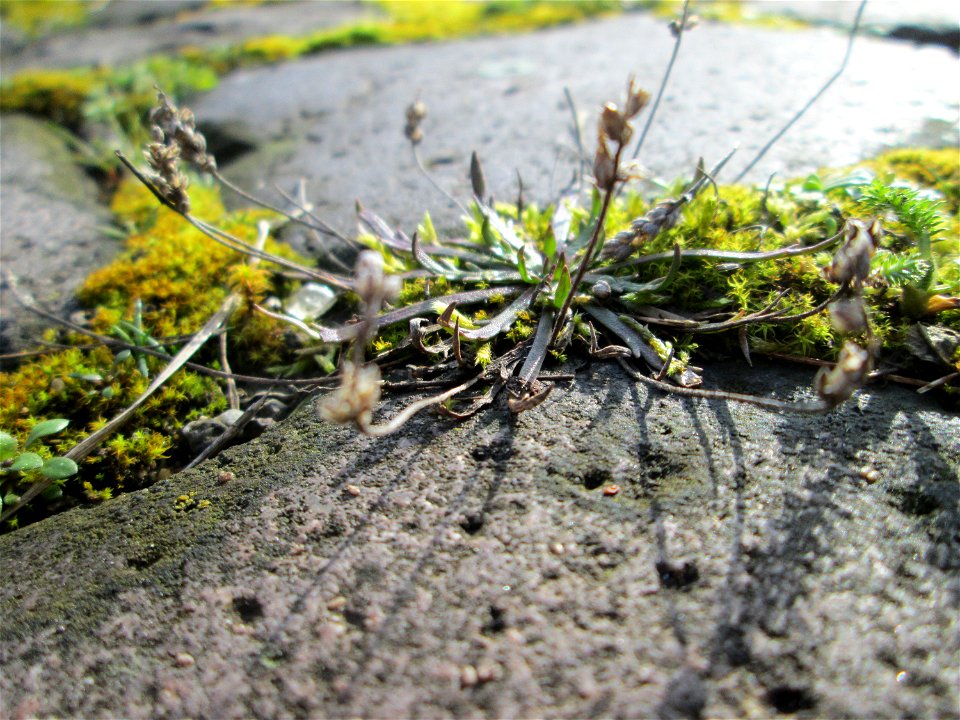 Krähenfuß-Wegerich (Plantago coronopus) an der A620 in Alt-Saarbrücken