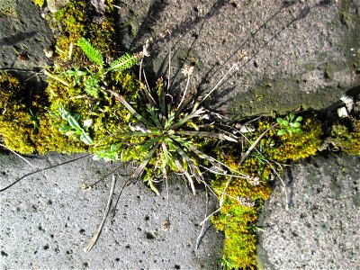 Krähenfuß-Wegerich (Plantago coronopus) an der A620 in Alt-Saarbrücken