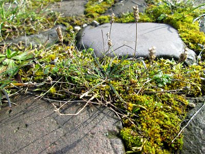 Krähenfuß-Wegerich (Plantago coronopus) an der A620 in Alt-Saarbrücken