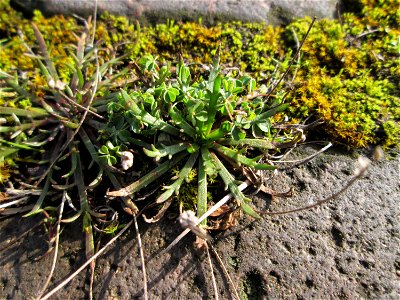 Krähenfuß-Wegerich (Plantago coronopus) an der A620 in Alt-Saarbrücken