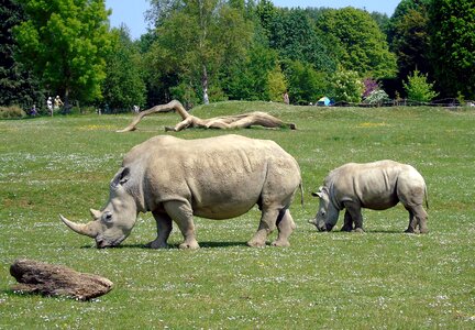 Wildlife african safari photo