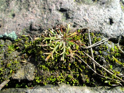Krähenfuß-Wegerich (Plantago coronopus) an der A620 in Alt-Saarbrücken