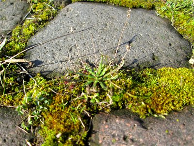 Krähenfuß-Wegerich (Plantago coronopus) an der A620 in Alt-Saarbrücken