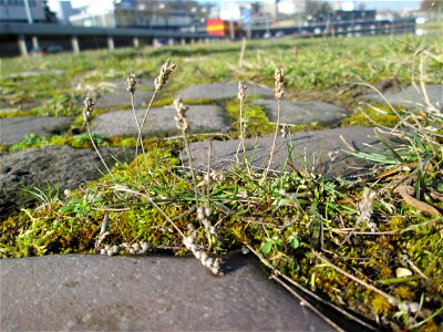 Krähenfuß-Wegerich (Plantago coronopus) an der A620 in Alt-Saarbrücken