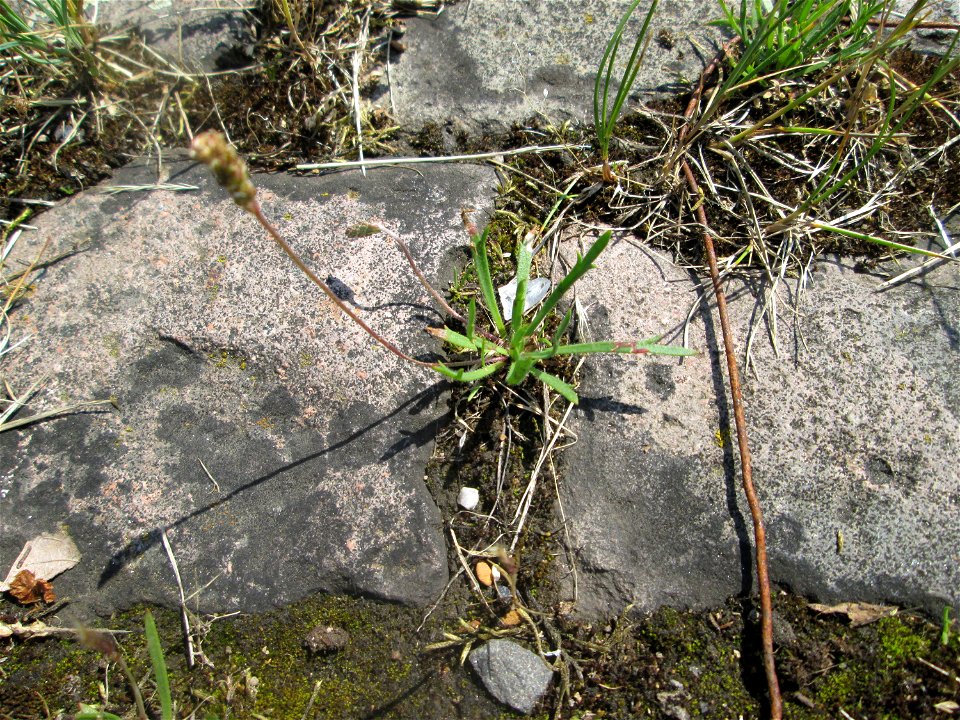 Dem Streudienst sei Dank: Krähenfuß-Wegerich (Plantago coronopus) an der A620 in Alt-Saarbrücken