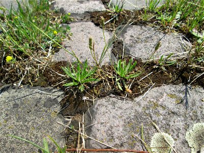 Dem Streudienst sei Dank: Krähenfuß-Wegerich (Plantago coronopus) an der A620 in Alt-Saarbrücken