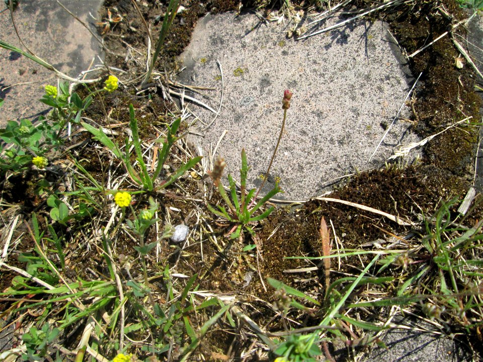Dem Streudienst sei Dank: Krähenfuß-Wegerich (Plantago coronopus) auf Kopfsteinpflaster an der A620 in Alt-Saarbrücken