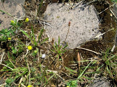 Dem Streudienst sei Dank: Krähenfuß-Wegerich (Plantago coronopus) auf Kopfsteinpflaster an der A620 in Alt-Saarbrücken
