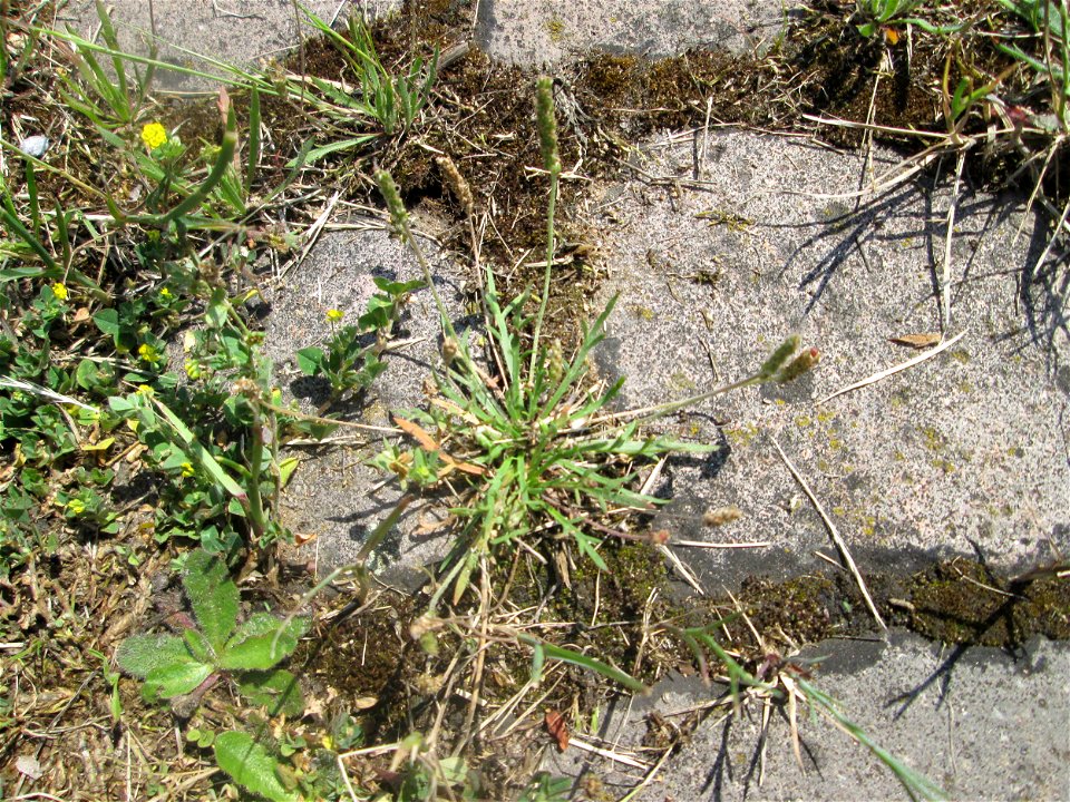 Dem Streudienst sei Dank: Krähenfuß-Wegerich (Plantago coronopus) auf Kopfsteinpflaster an der A620 in Alt-Saarbrücken