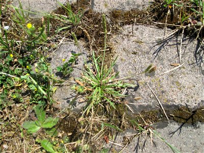 Dem Streudienst sei Dank: Krähenfuß-Wegerich (Plantago coronopus) auf Kopfsteinpflaster an der A620 in Alt-Saarbrücken
