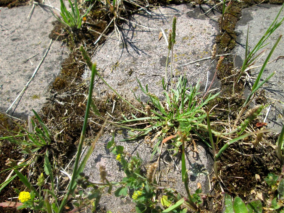Dem Streudienst sei Dank: Krähenfuß-Wegerich (Plantago coronopus) auf Kopfsteinpflaster an der A620 in Alt-Saarbrücken