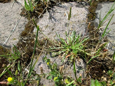 Dem Streudienst sei Dank: Krähenfuß-Wegerich (Plantago coronopus) auf Kopfsteinpflaster an der A620 in Alt-Saarbrücken