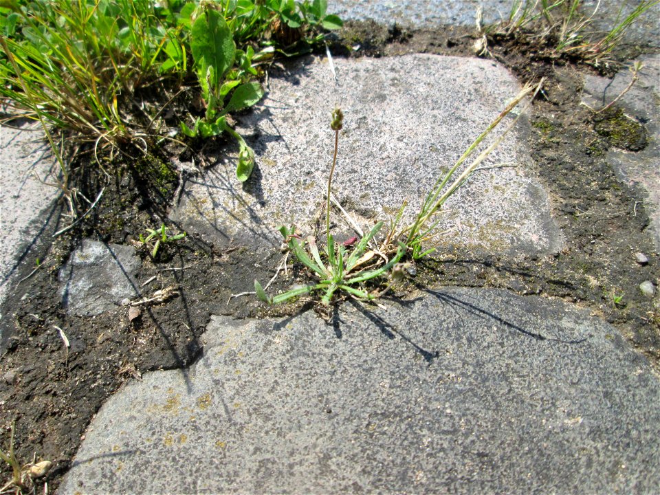 Dem Streudienst sei Dank: Krähenfuß-Wegerich (Plantago coronopus) auf Kopfsteinpflaster an der A620 in Alt-Saarbrücken