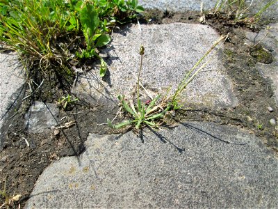 Dem Streudienst sei Dank: Krähenfuß-Wegerich (Plantago coronopus) auf Kopfsteinpflaster an der A620 in Alt-Saarbrücken