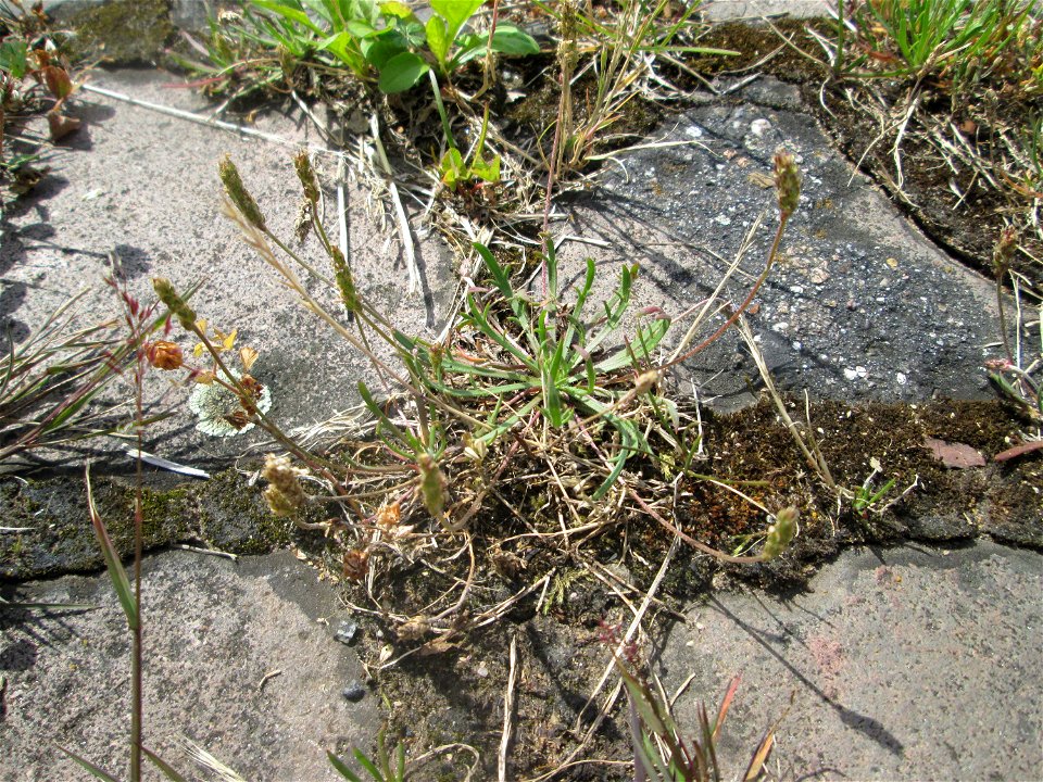 Dem Streudienst sei Dank: Krähenfuß-Wegerich (Plantago coronopus) an der A620 in Alt-Saarbrücken