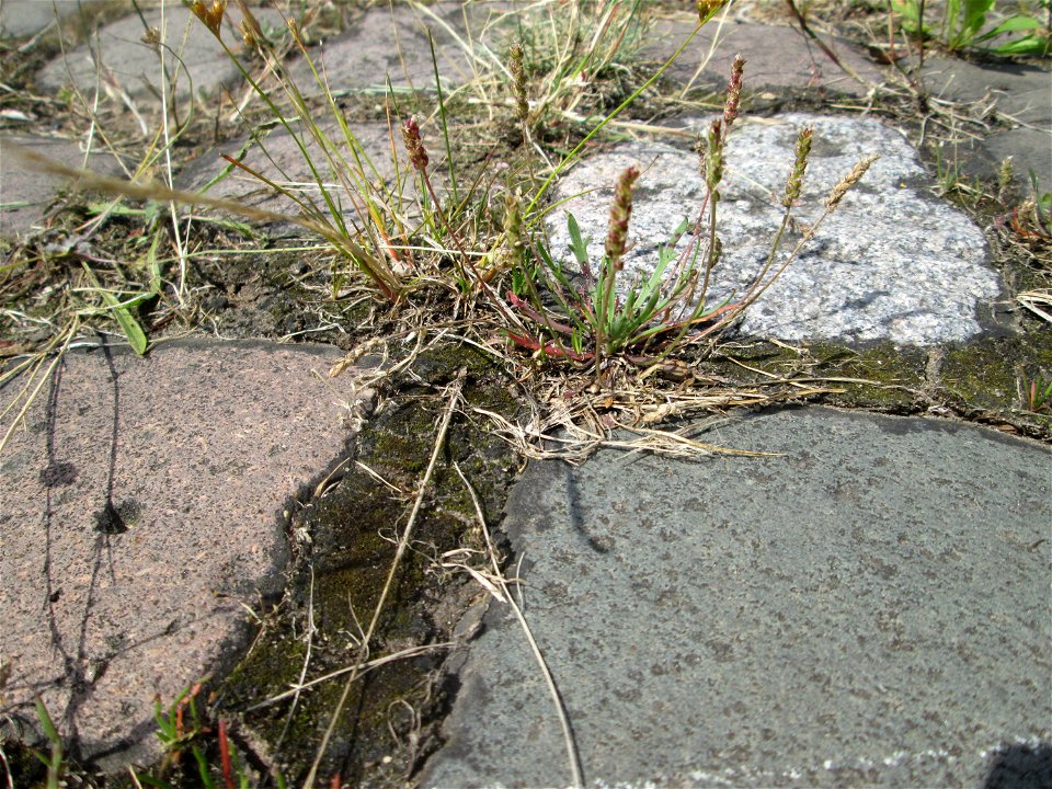 Dem Streudienst sei Dank: Krähenfuß-Wegerich (Plantago coronopus) an der A620 in Alt-Saarbrücken