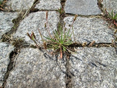 Dem Streudienst sei Dank: Krähenfuß-Wegerich (Plantago coronopus) an der A620 in Alt-Saarbrücken