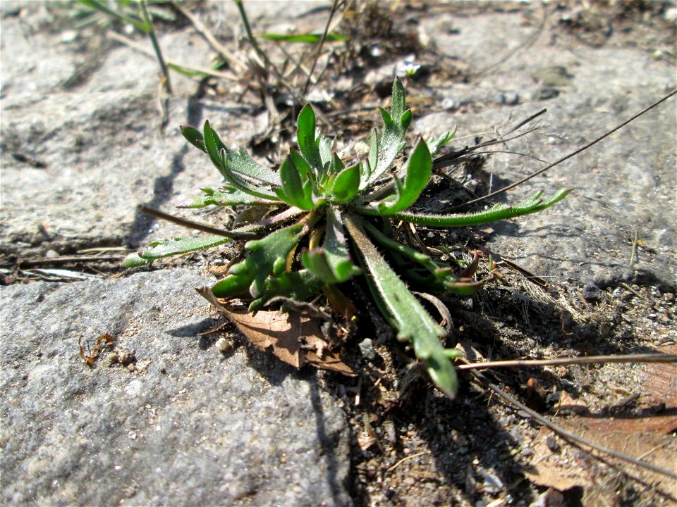 Dem Streudienst sei Dank: Krähenfuß-Wegerich (Plantago coronopus) an der A620 in Alt-Saarbrücken