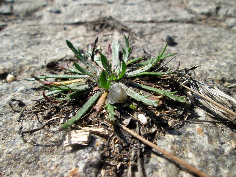 Dem Streudienst sei Dank: Krähenfuß-Wegerich (Plantago coronopus) an der A620 in Alt-Saarbrücken
