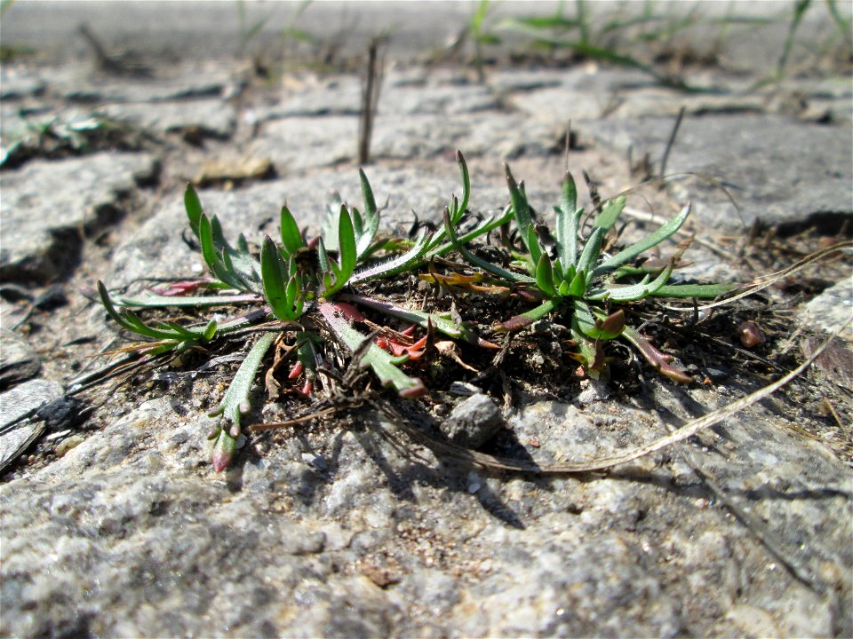 Dem Streudienst sei Dank: Krähenfuß-Wegerich (Plantago coronopus) an der A620 in Alt-Saarbrücken