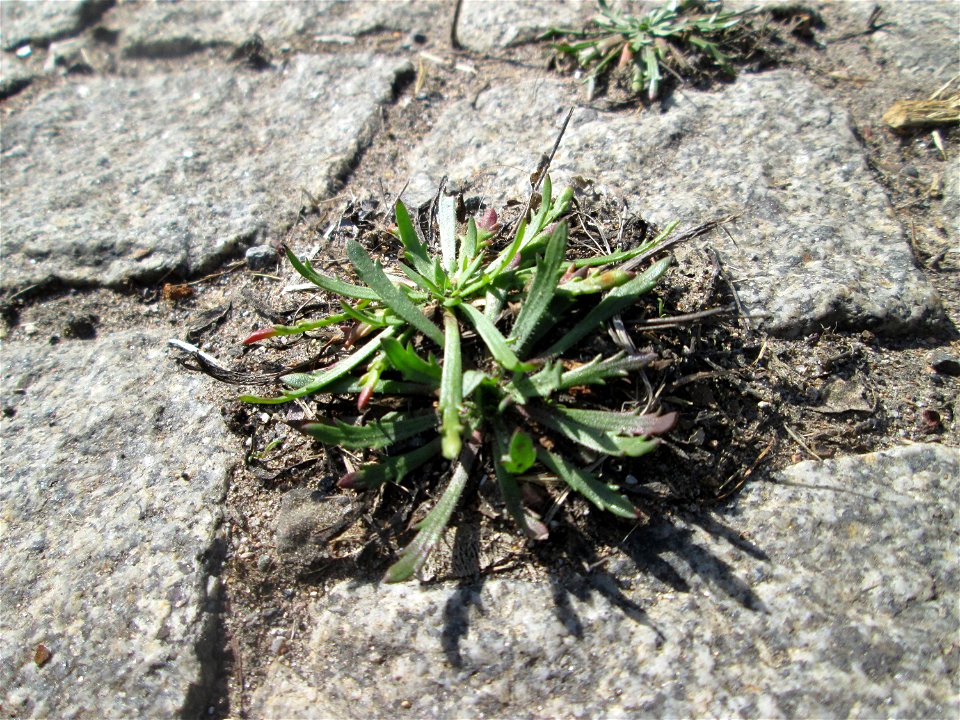 Dem Streudienst sei Dank: Krähenfuß-Wegerich (Plantago coronopus) an der A620 in Alt-Saarbrücken