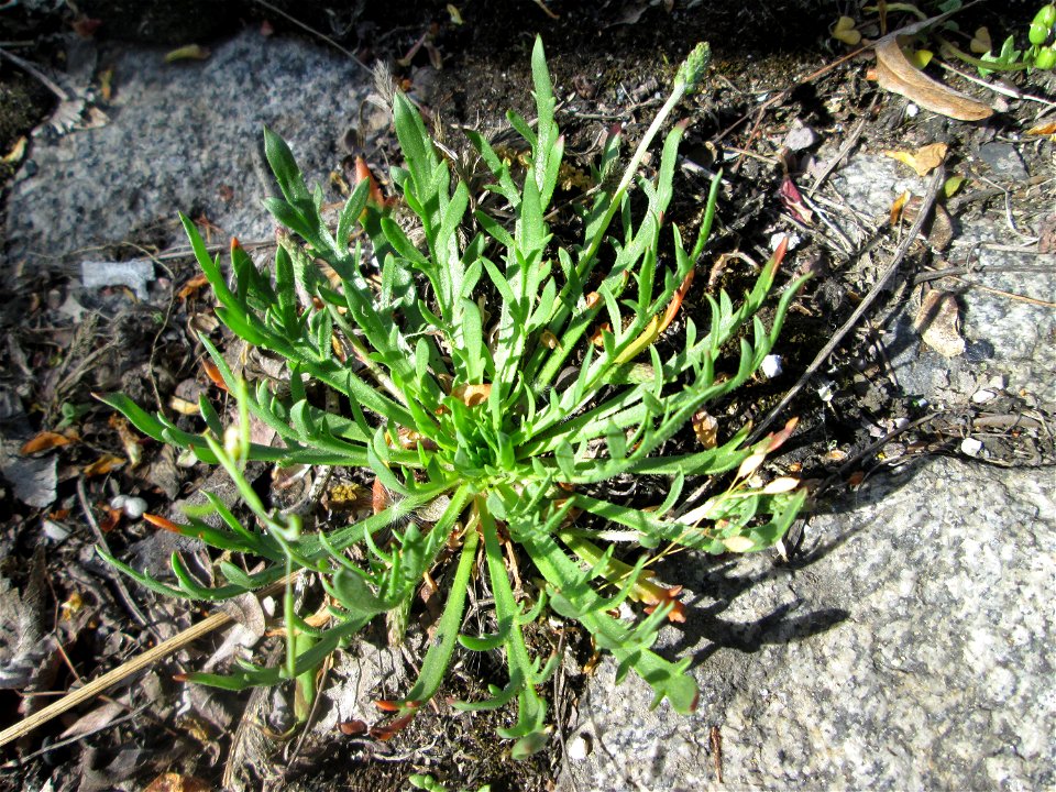 Dem Streudienst sei Dank: Krähenfuß-Wegerich (Plantago coronopus) an der A620 in Alt-Saarbrücken