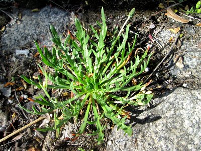Dem Streudienst sei Dank: Krähenfuß-Wegerich (Plantago coronopus) an der A620 in Alt-Saarbrücken