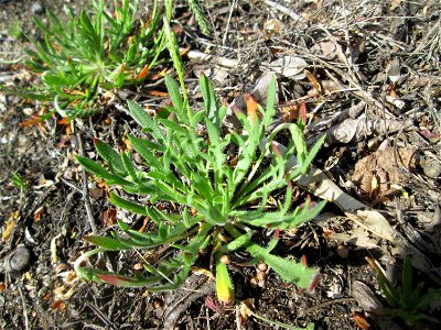 Dem Streudienst sei Dank: Krähenfuß-Wegerich (Plantago coronopus) an der A620 in Alt-Saarbrücken