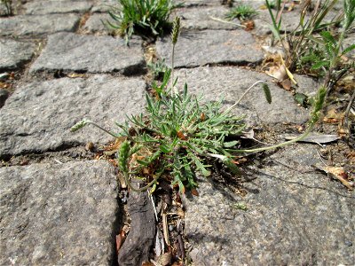 Dem Streudienst sei Dank: Krähenfuß-Wegerich (Plantago coronopus) an der A620 in Alt-Saarbrücken