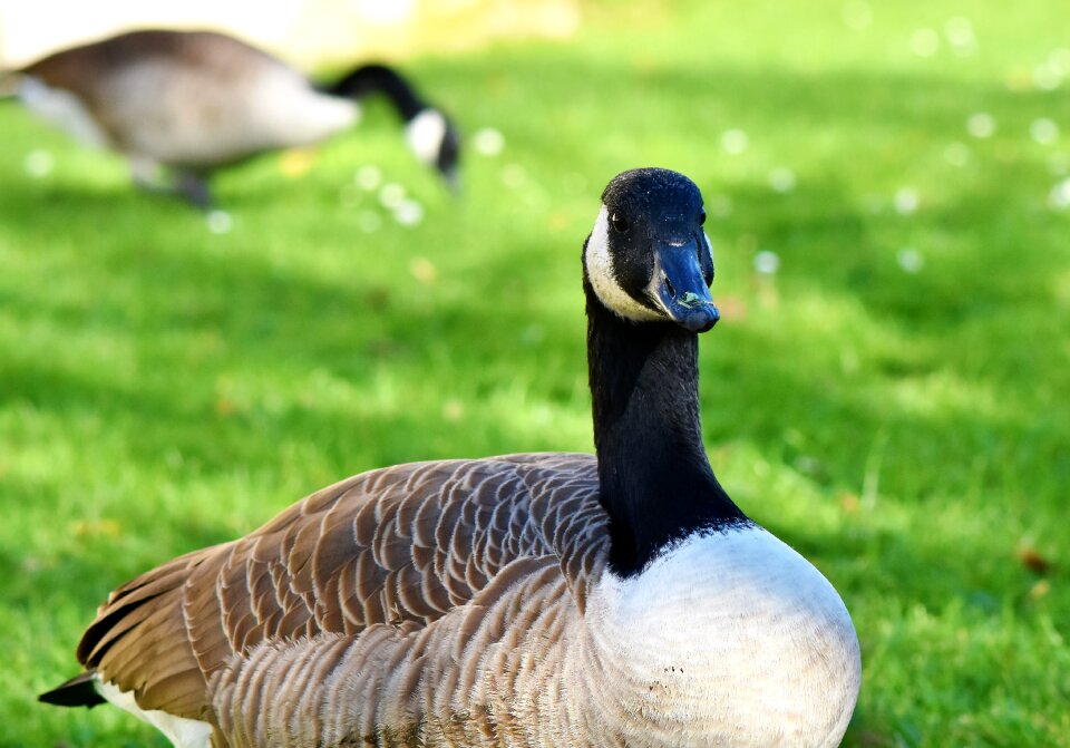 Wild goose migratory birds bird