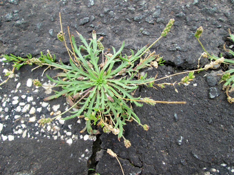 Dem Streudienst sei Dank: Krähenfuß-Wegerich (Plantago coronopus) am Straßenrand bei Kennfus