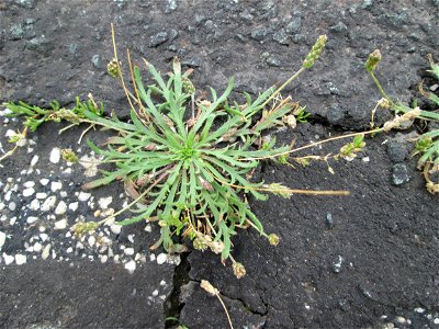 Dem Streudienst sei Dank: Krähenfuß-Wegerich (Plantago coronopus) am Straßenrand bei Kennfus