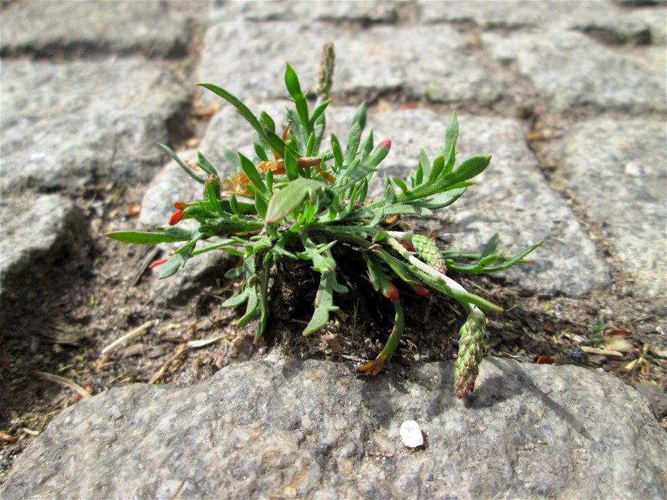 Dem Streudienst sei Dank: Krähenfuß-Wegerich (Plantago coronopus) an der A620 in Alt-Saarbrücken