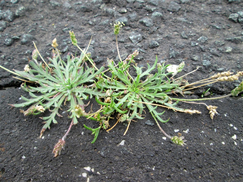 Dem Streudienst sei Dank: Krähenfuß-Wegerich (Plantago coronopus) am Straßenrand bei Kennfus