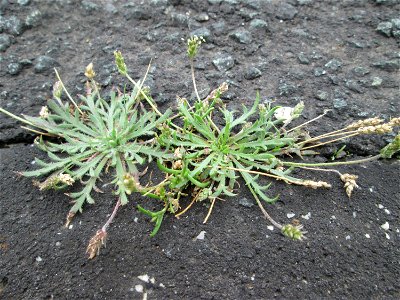 Dem Streudienst sei Dank: Krähenfuß-Wegerich (Plantago coronopus) am Straßenrand bei Kennfus