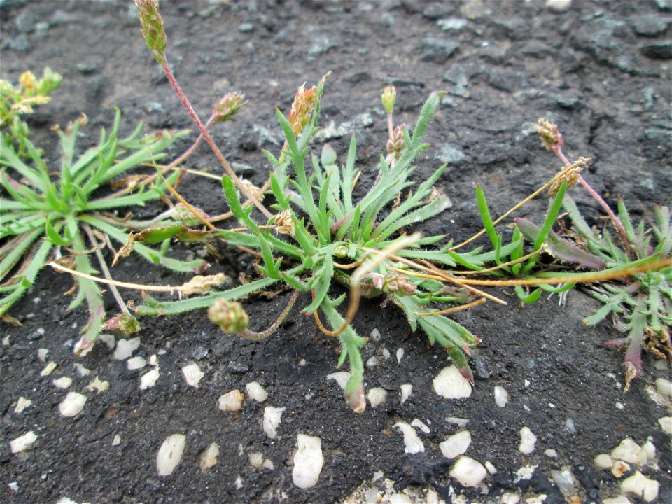 Dem Streudienst sei Dank: Krähenfuß-Wegerich (Plantago coronopus) am Straßenrand bei Kennfus